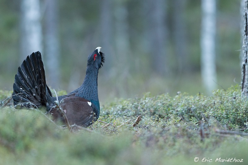 Grand_ttras_Finlande-58