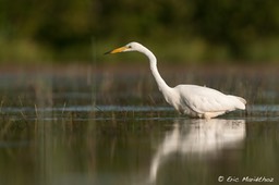 grande_aigrette-53