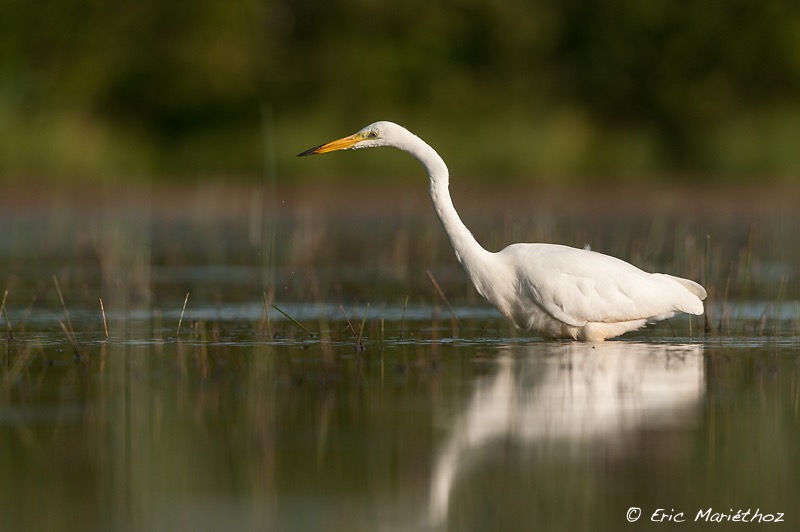 grande_aigrette-53