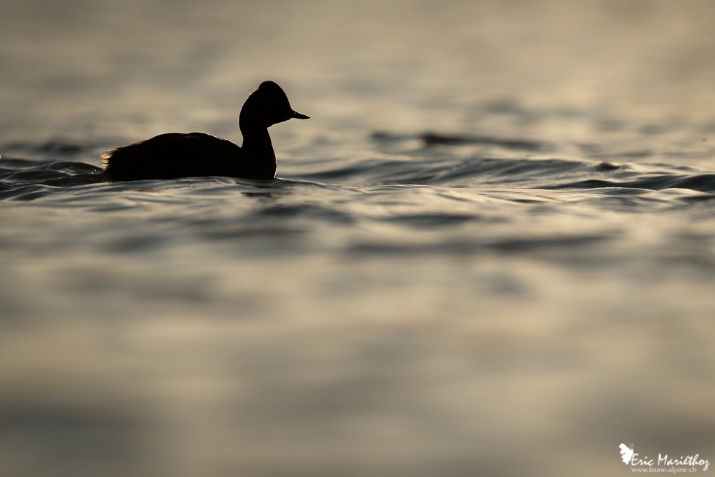 grebe_a_cou_noir-11