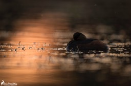 grebe_a_cou_noir-56