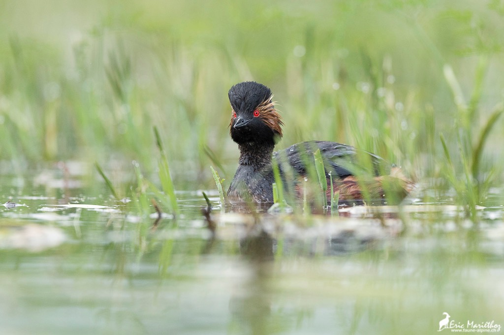 grebe_a_cou_noir-6