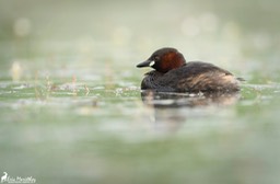 grebe_castagneux-21