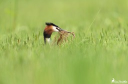 grebe_huppe-168