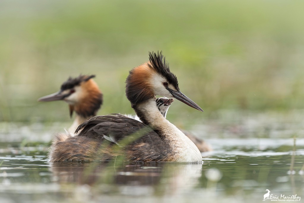 grebe_huppe-300