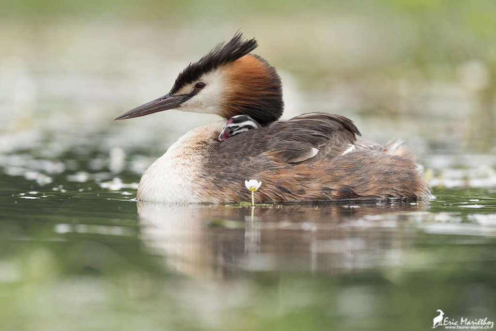 grebe_huppe-363