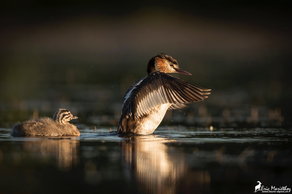 grebe_huppe-418