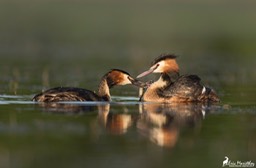 grebe_huppe-526