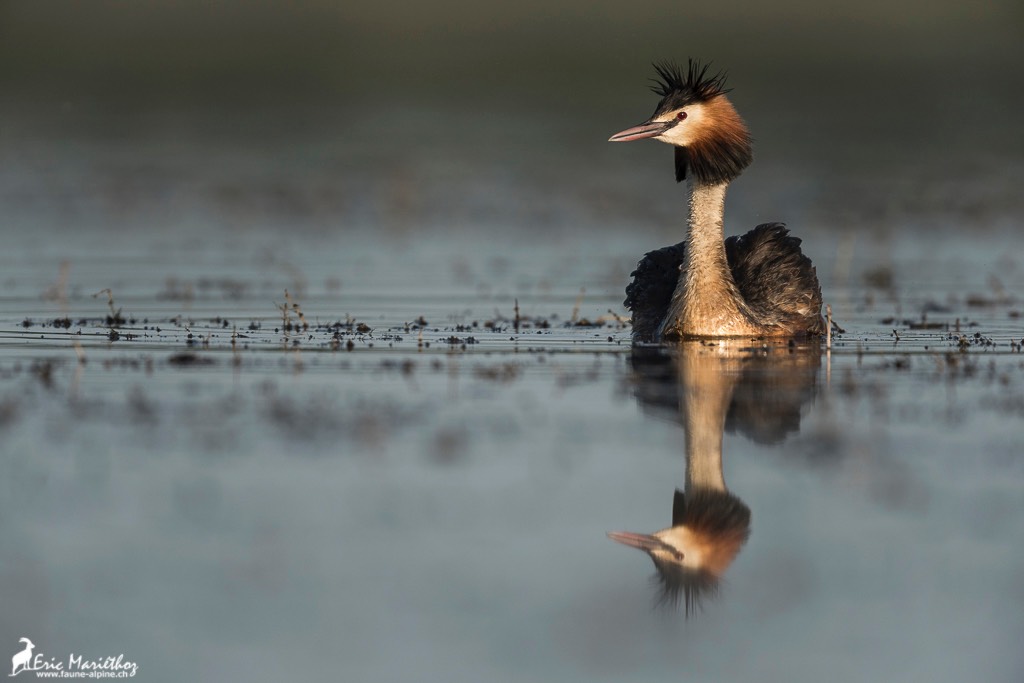 grebe_huppe-538