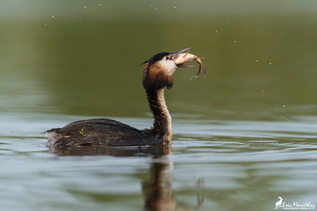 grebe_huppe-64