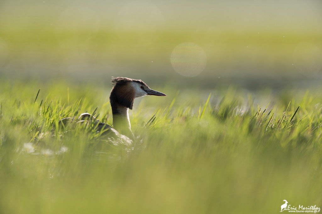 grebe_huppe-6