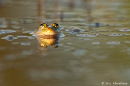grenouille-18