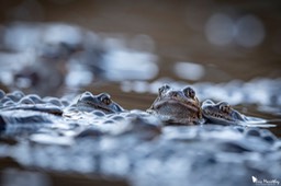 grenouille_rousse-103