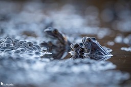 grenouille_rousse-109