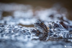 grenouille_rousse-112