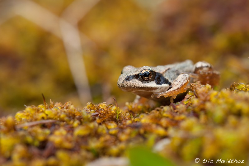 grenouille_rousse-169