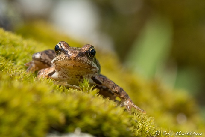 grenouille_rousse-239