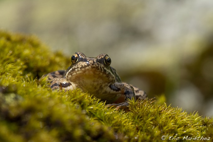 grenouille_rousse-270