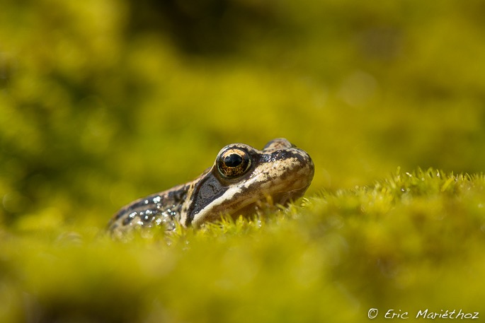 grenouille_rousse-291