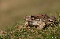grenouille_rousse-35