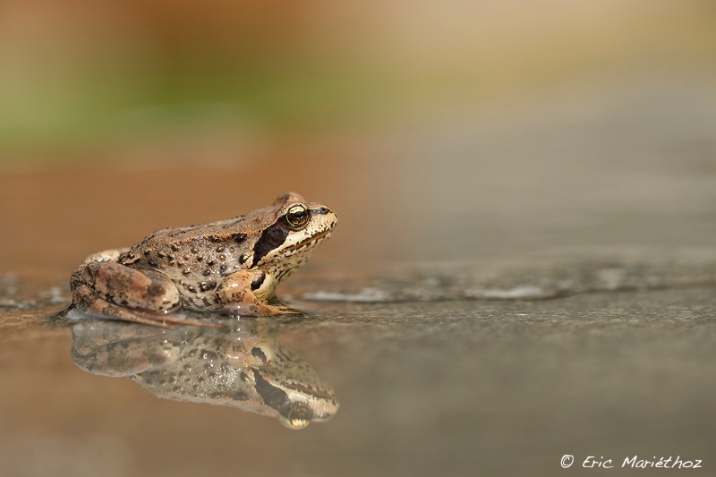 grenouille_rousse-387