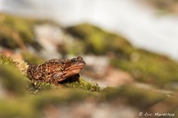 Grenouille_rousse_Finlande-3