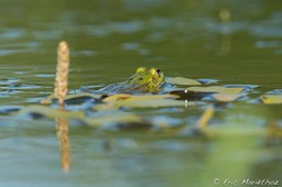 grenouille_verte-35