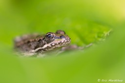 grenouille_verte-56
