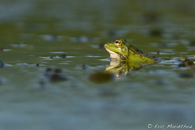 grenouille_verte-58