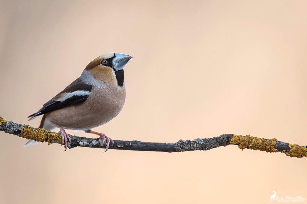 grosbec_casse_noyaux-107