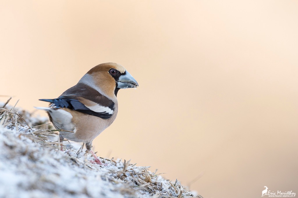 grosbec_casse_noyaux-127