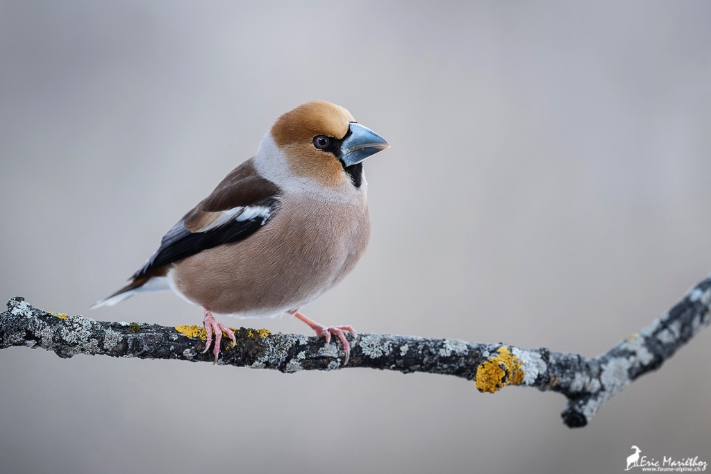 grosbec_casse_noyaux-133