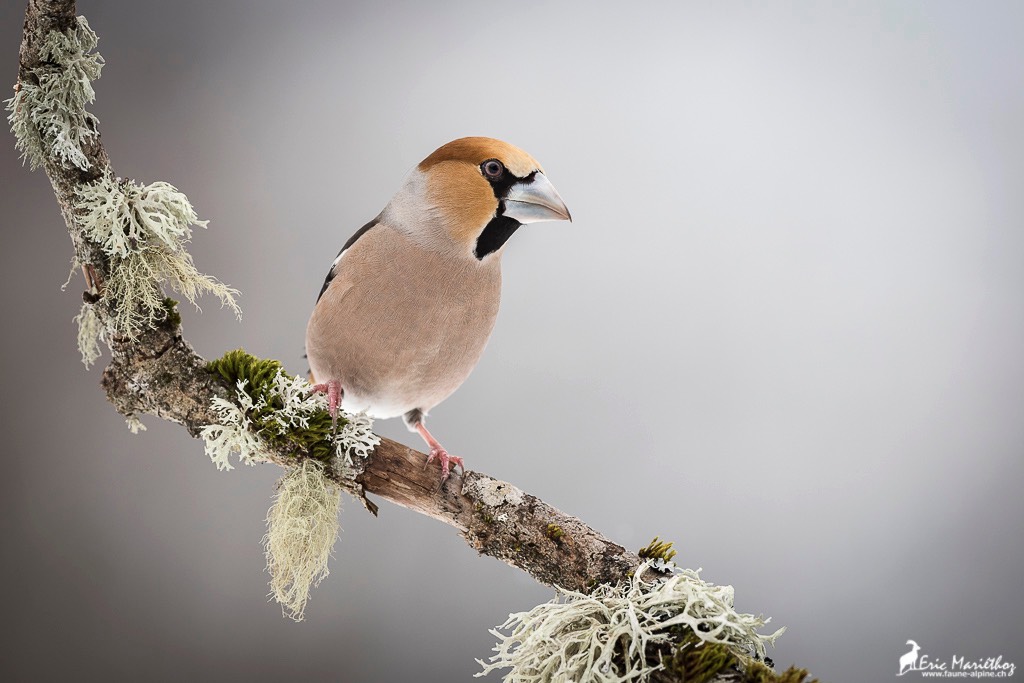 grosbec_casse_noyaux-13