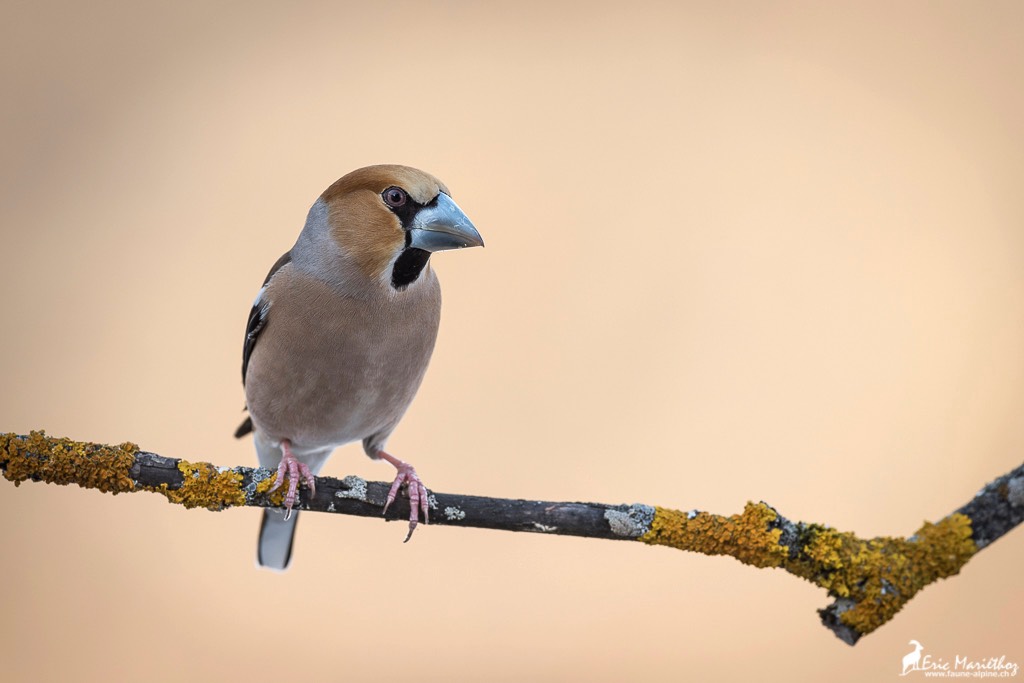 grosbec_casse_noyaux-141