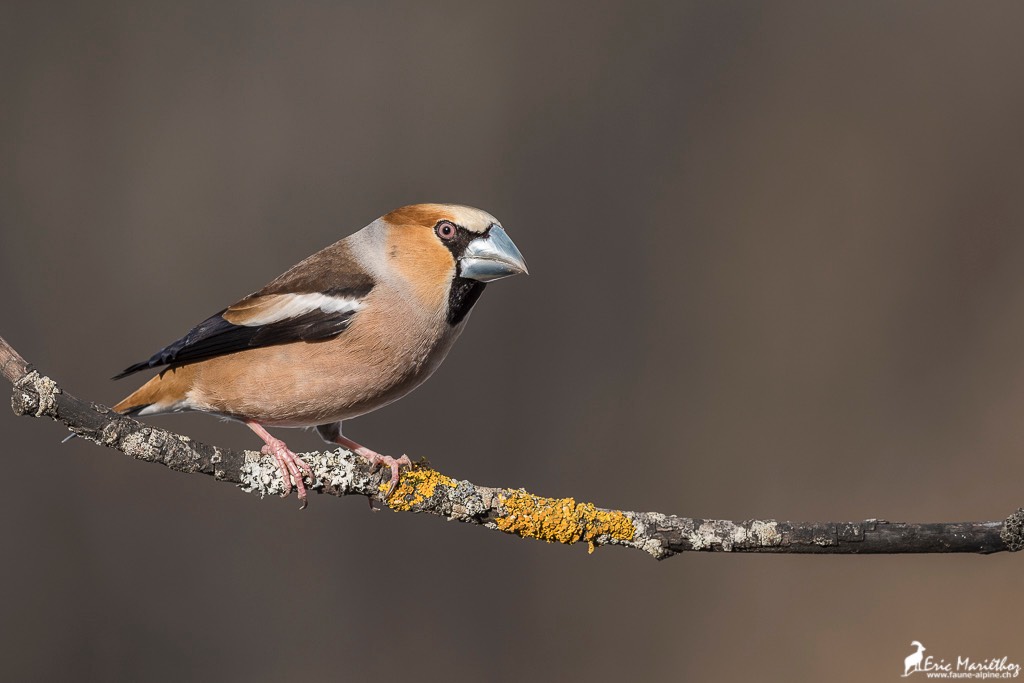 grosbec_casse_noyaux-144