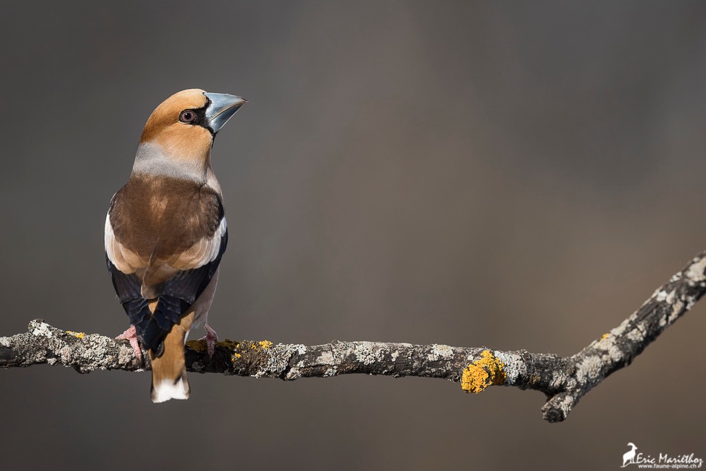 grosbec_casse_noyaux-149