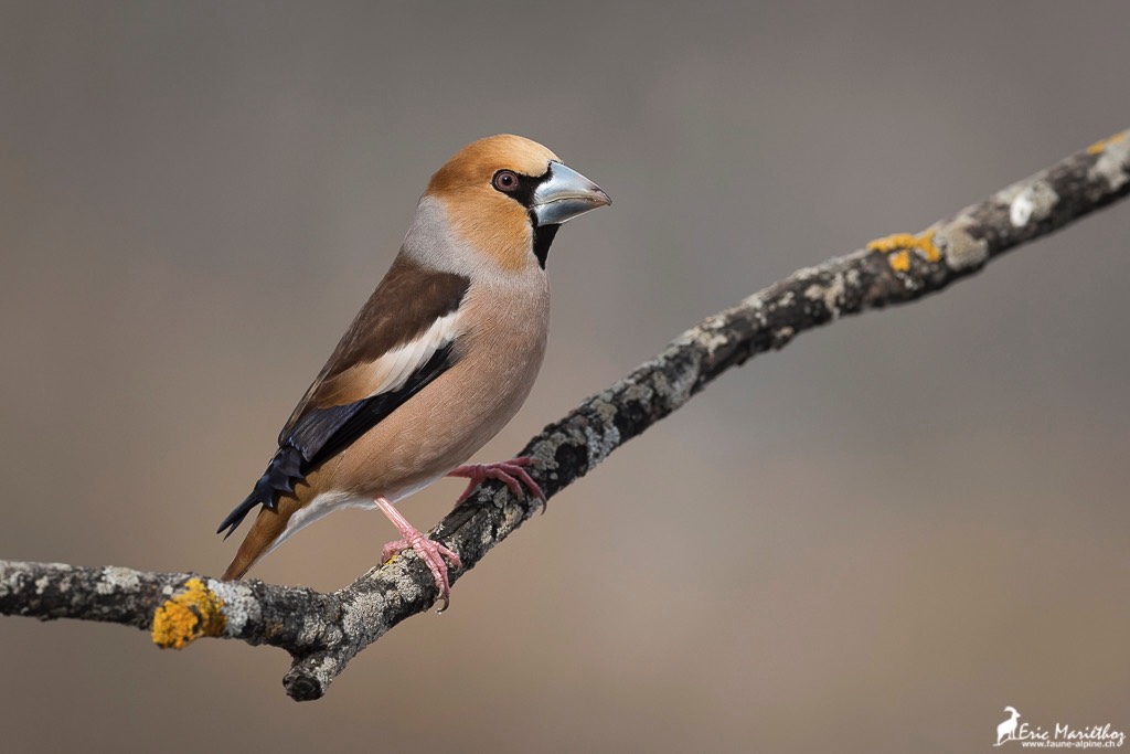 grosbec_casse_noyaux-157