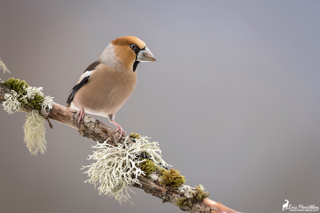 grosbec_casse_noyaux-18