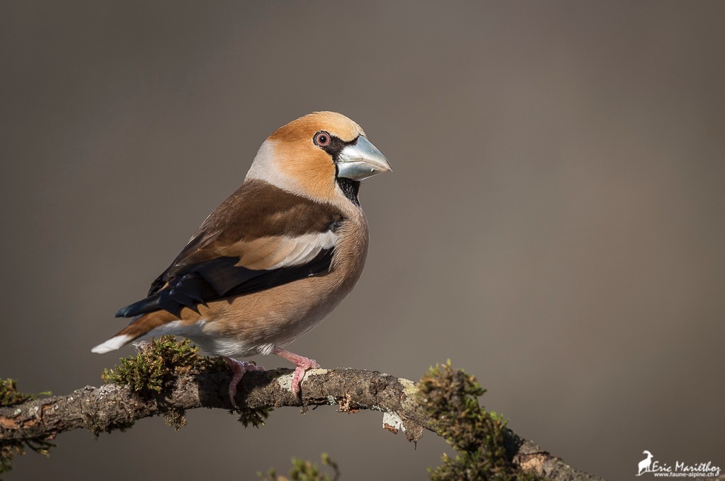 grosbec_casse_noyaux-33