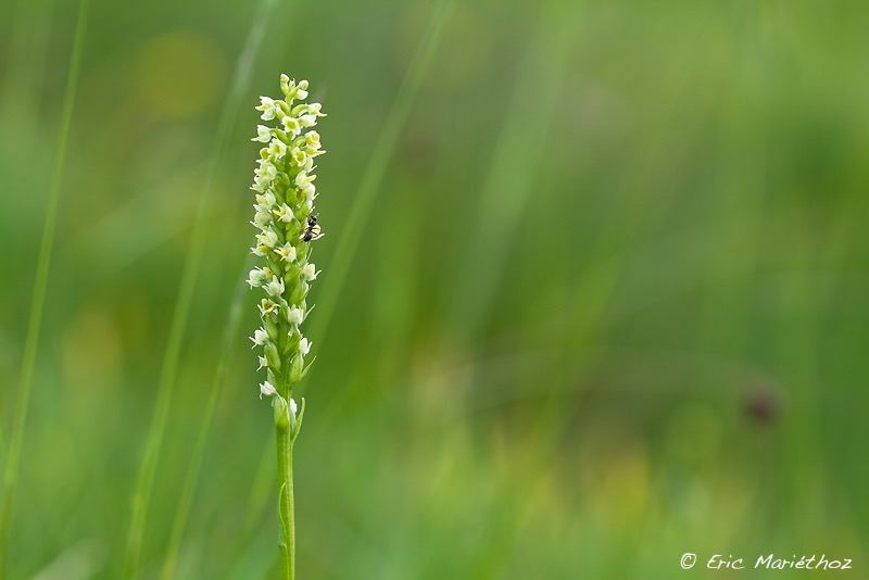 gymnadne_blanchtre-3