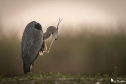 heron_cendre-116