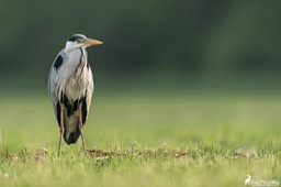 heron_cendre-132