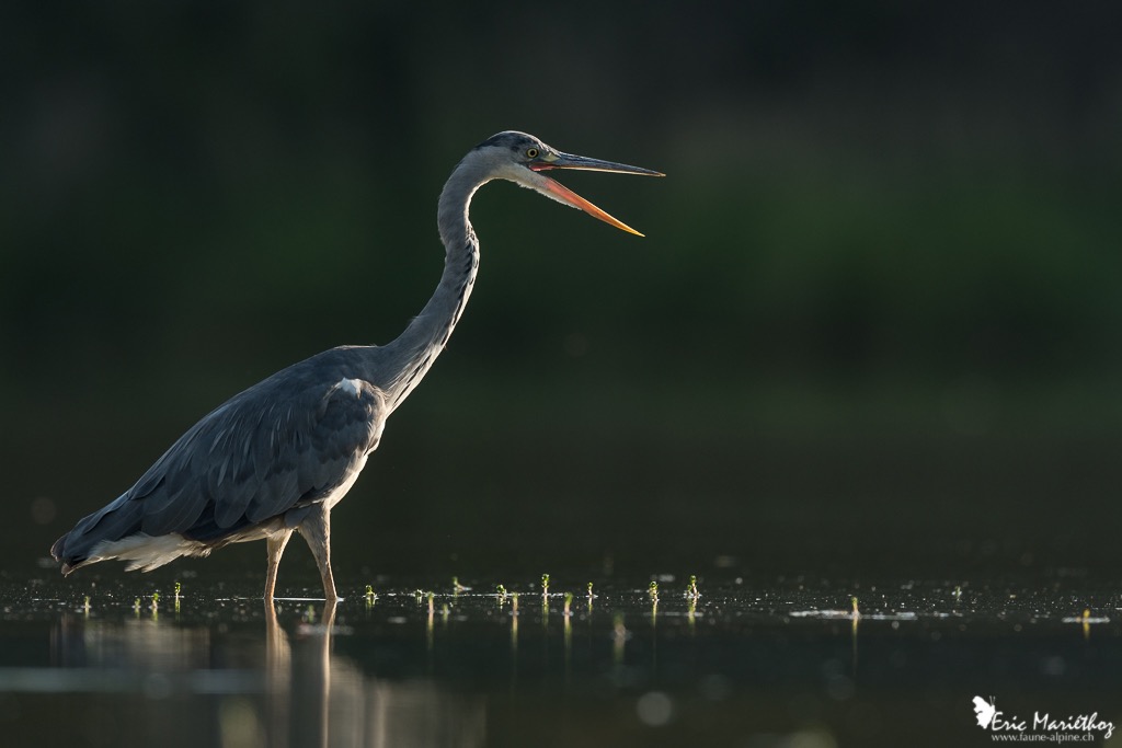 heron_cendre-133