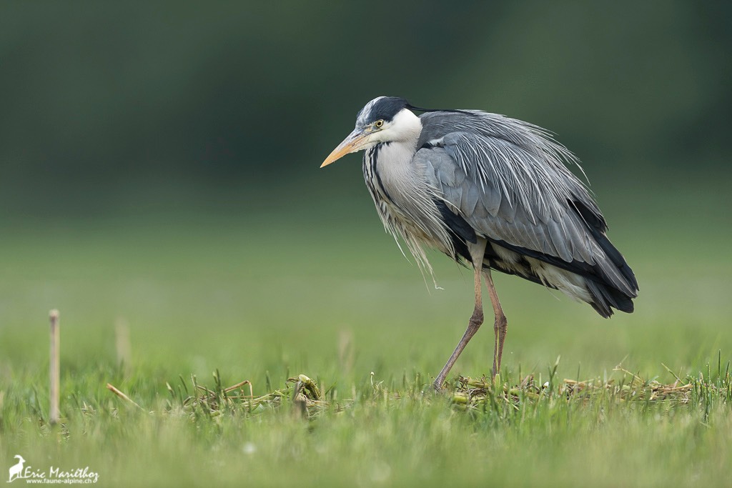 heron_cendre-141