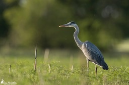 heron_cendre-17