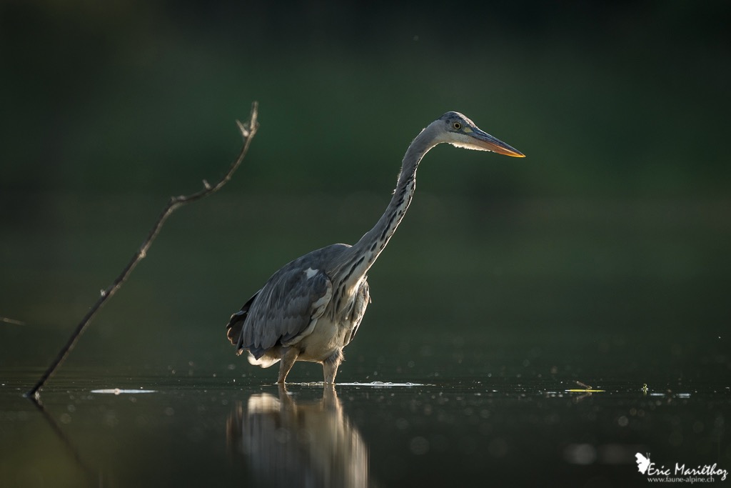 heron_cendre-181