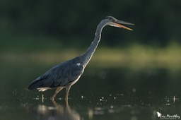 heron_cendre-186