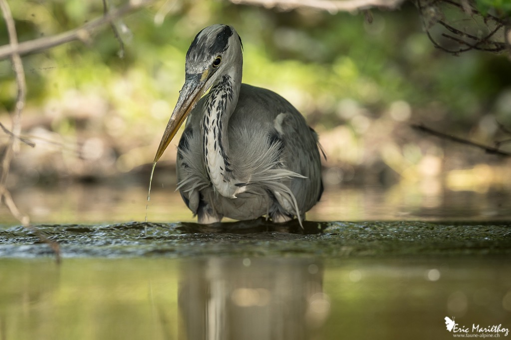 heron_cendre-2