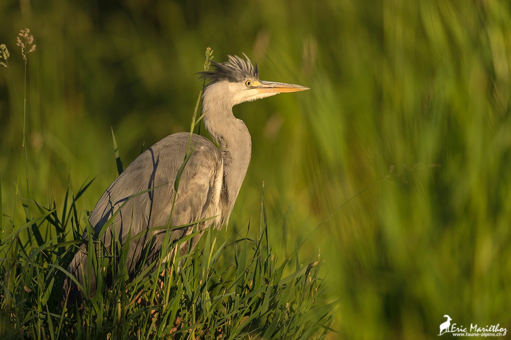 heron_cendre-53