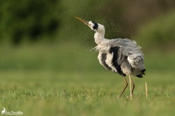 heron_cendre-546